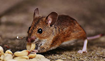 24 Hour & Emergency Exterminators in Brightwood, NC